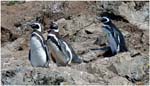 031. Magellanic penguins at Punihuil