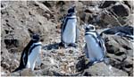 032. Magellanic penguins at Punihuil