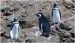 033. Magellanic penguins at Punihuil
