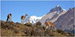 054. Guanacos in the Torres del Paine National Park