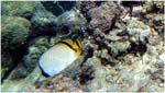 014.Vagabond Butterflyfish