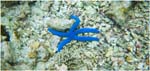 019.Blue starfish