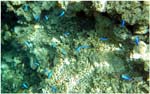 020..Bright blue reef fish (damselfish)