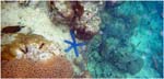 021.Blue starfish