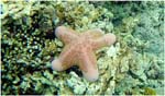 046.Pink starfish