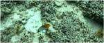 006.Threadfin Butterflyfish at Navini Island