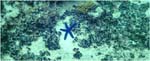 008.Blue starfish at Navini