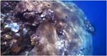 011.Brain coral at Mushroom Reef