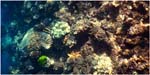 013. Mushroom Reef