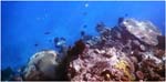 014. Coral and reef fish at Mushroom Reef