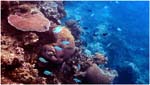 030.More Honeymoon Reef Coral