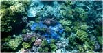 002. Coral at Opal Reef