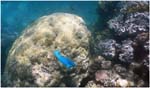 007. Damselfish at Opal Reef