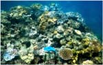 010. Damselfish against the Opal Reef coral
