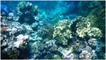 012. Opal Reef coral