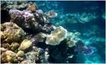 016. Opal Reef coral