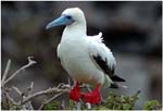 06.Galapagos.03.Red footed booby