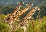 17.Safari.01.Arusha giraffes