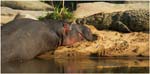 17.Safari.07.Mara River hippo and friend