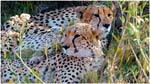 23.Botswana.01.Cheetahs