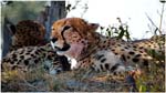 23.Botswana.02.Cheetahs