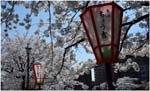 27.Japan.074.Kanazawa blossoms