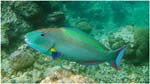 30.Uepi.035.Parrotfish