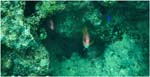 009.Shy fishes at Navini Island