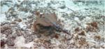 015. Stingray at Navini Island beach