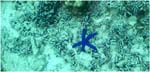 017.Blue starfish at Navini beach