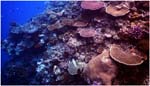 021.Corals at U Reef