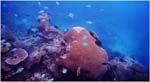 026 Brain Coral at Honeymoon Reef